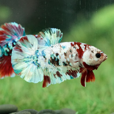 Multicolor/Galaxy Koi Plakat -14 weeks Old