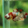 Multicolor/Galaxy Koi Plakat -13 weeks Old