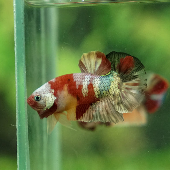 Multicolor/Galaxy Koi Plakat -13 weeks Old