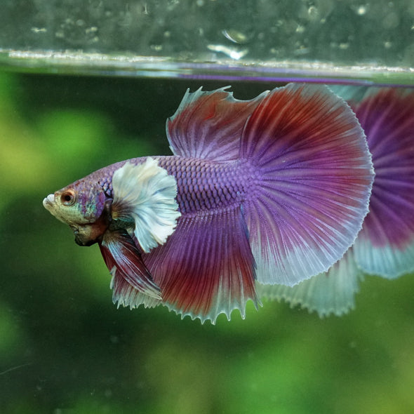 Dumbo Halfmoon - 12 weeks old