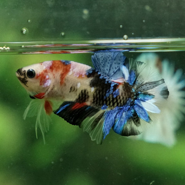 Multicolor/Galaxy Koi Plakat -11 weeks Old