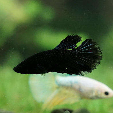 Black Halfmoon - Female