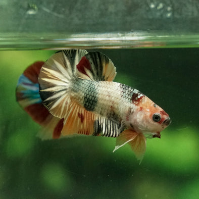 Multicolor/Galaxy Koi Plakat -11 weeks Old