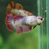 Multicolor Galaxy Halfmoon- Female