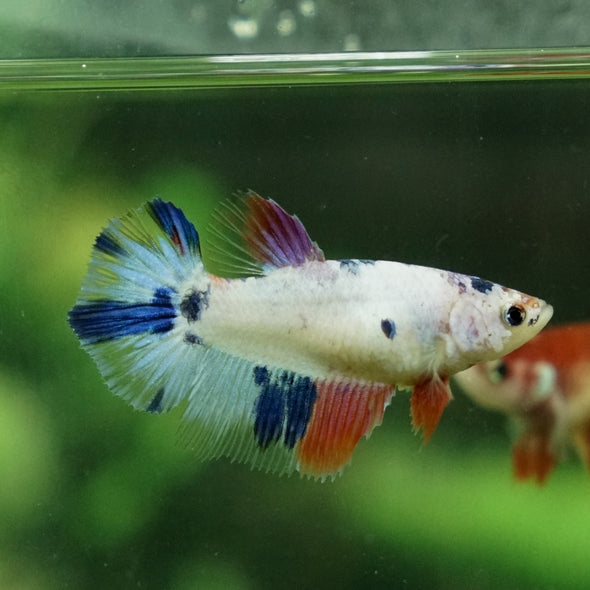 Koi Halfmoon - Female