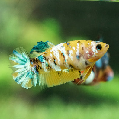 Multicolor/galaxy Koi Plakat- Female