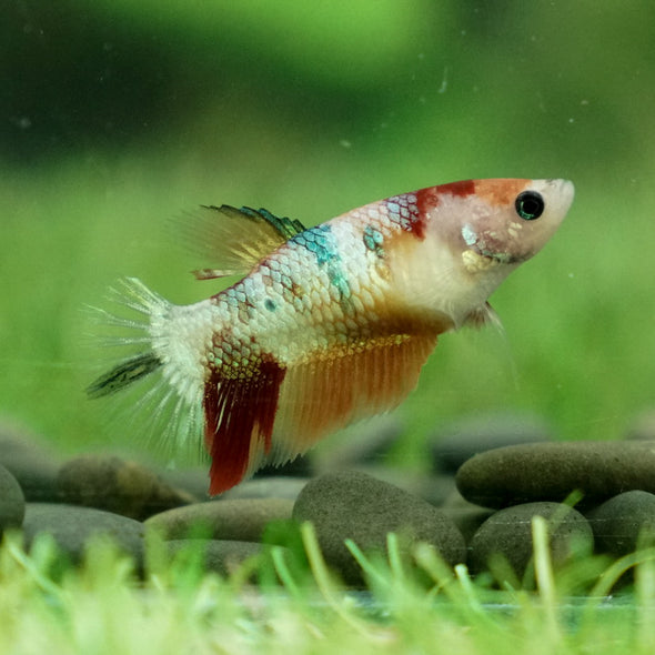 Koi Halfmoon - Female