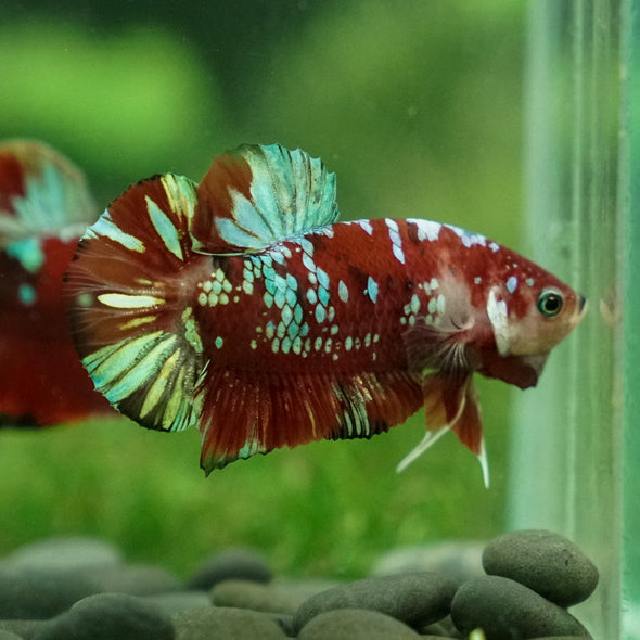 Multicolor/Galaxy Koi Plakat -13 weeks Old