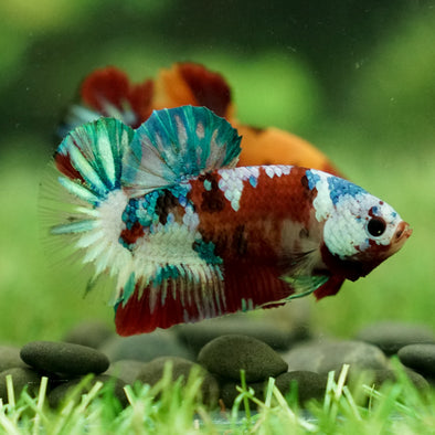 Multicolor/Galaxy Koi Plakat -15 weeks Old