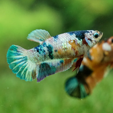 Multicolor/galaxy Koi Plakat- Female