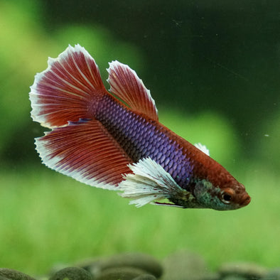 Dumbo Halfmoon - Female