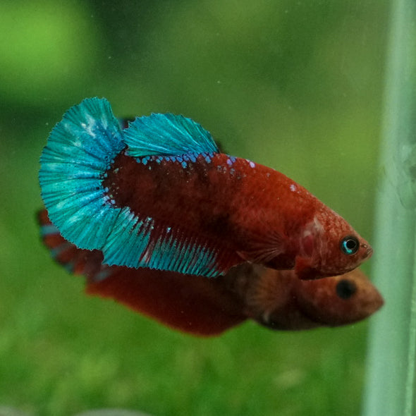 Red Fancy Plakat 13 Week Old- Female