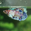 Multicolor/galaxy Dumbo Koi Plakat- Female