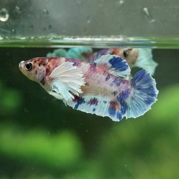 Multicolor/galaxy Dumbo Koi Plakat- Female