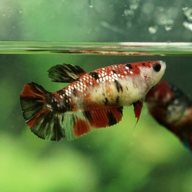 Galaxy Koi Plakat- Female