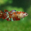 Multicolor/ Galaxy Koi Plakat- Female- 16 Weeks Old