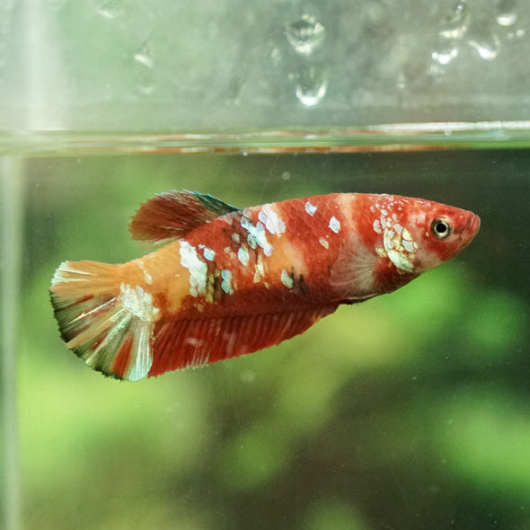 Multicolor/galaxy Koi Plakat- Female