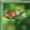 Multicolor/ Galaxy Koi Plakat- Female- 16 Weeks Old