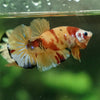 Multicolor/Galaxy Koi Plakat -12 weeks Old