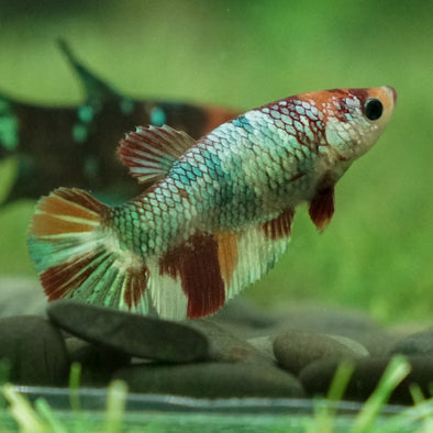 Koi Plakat Female - 12 weeks old