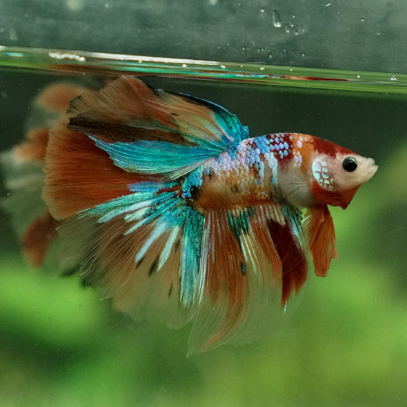 Galaxy Koi Halfmoon - 12 weeks old