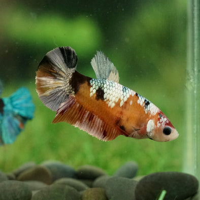 Multicolor/galaxy Koi Plakat- Female