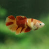 Koi Halfmoon - Female