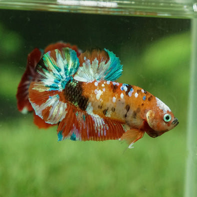 Multicolor/Galaxy Koi Plakat -14 weeks Old