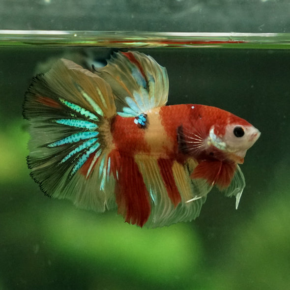 Galaxy Koi Halfmoon - 11 weeks old