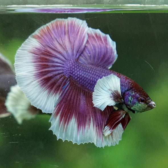 Dumbo Halfmoon - 12 weeks old