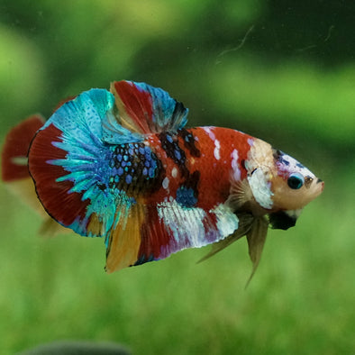 Multicolor/Galaxy Koi Plakat -15 weeks Old