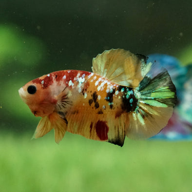 Copper/Gold Galaxy Koi Plakat - 13 Weeks Old