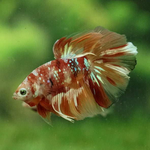 Galaxy Koi Halfmoon - 11 weeks old