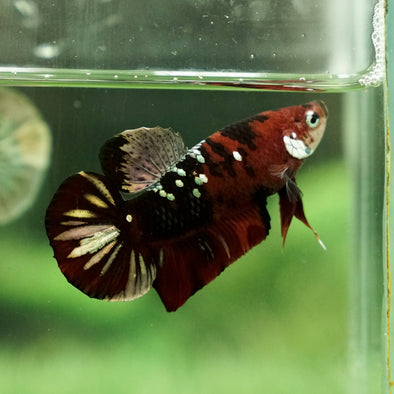 Multicolor/Galaxy Koi Plakat -15 weeks Old