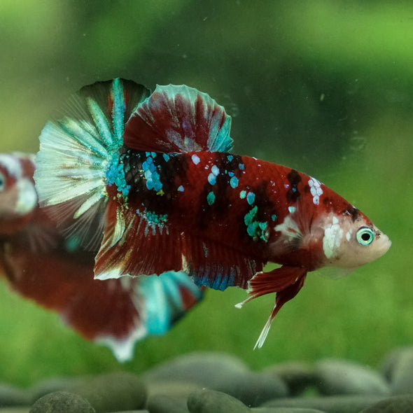 Multicolor/Galaxy Koi Plakat -13 weeks Old