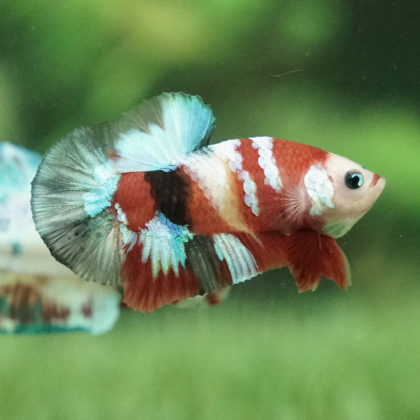 Multicolor/Galaxy Koi Plakat -11 weeks Old