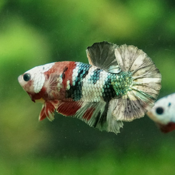 Multicolor/Galaxy Koi Plakat -11 weeks Old