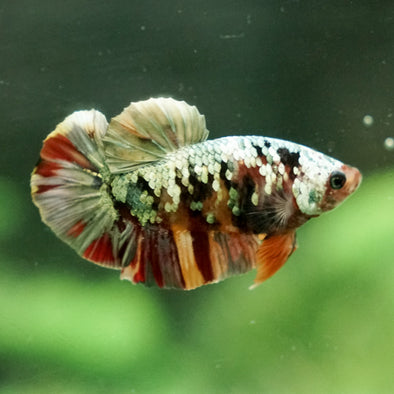 Copper/Gold Galaxy Koi Plakat - 11 Weeks Old