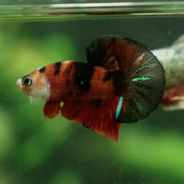 Multicolor/Galaxy Koi Plakat -11 weeks Old