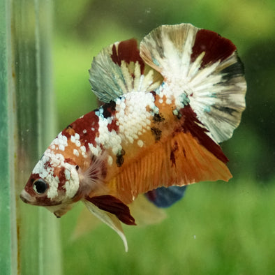 Multicolor/Galaxy Koi Plakat -15 weeks Old