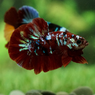 Multicolor/Galaxy Koi Plakat - 13Weeks Old