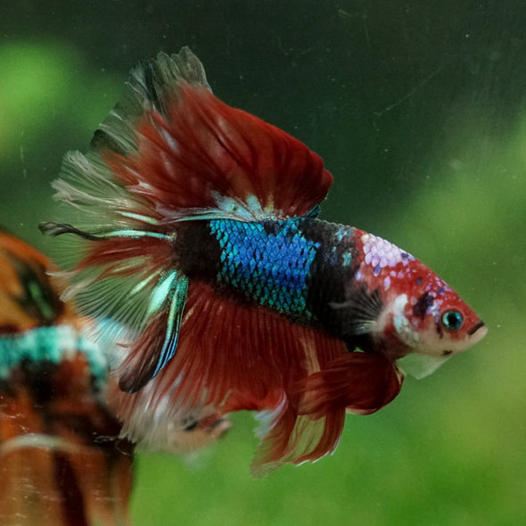 Galaxy Koi Halfmoon - 14 weeks old