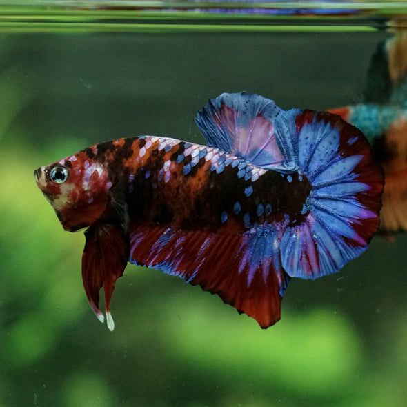 Galaxy / Multicolored Koi Plakat