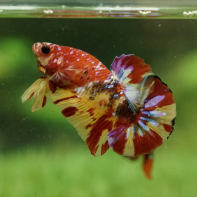 Multicolor/Galaxy Koi Plakat -15 weeks Old