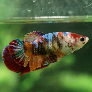 Galaxy Koi Plakat- Female