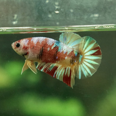 Multicolor/Galaxy Koi Plakat -11 weeks Old