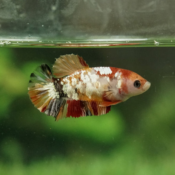 Multicolor/galaxy Koi Plakat- Female