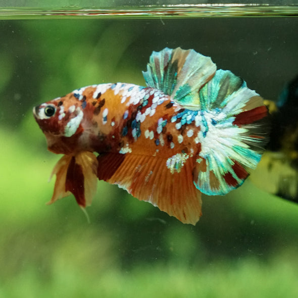 Multicolor/Galaxy Koi Plakat - 14 Weeks Old