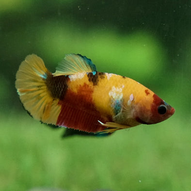 Koi Plakat Female - 12 weeks old