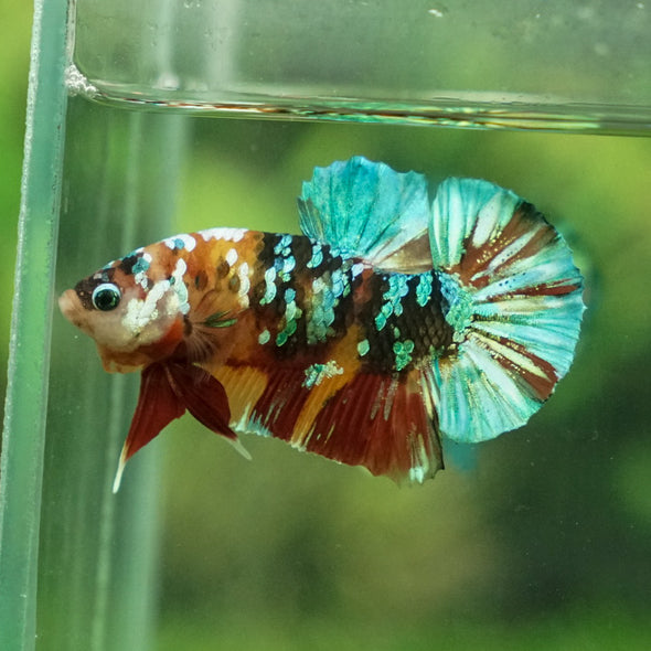 Multicolor/Galaxy Koi Plakat -15 weeks Old